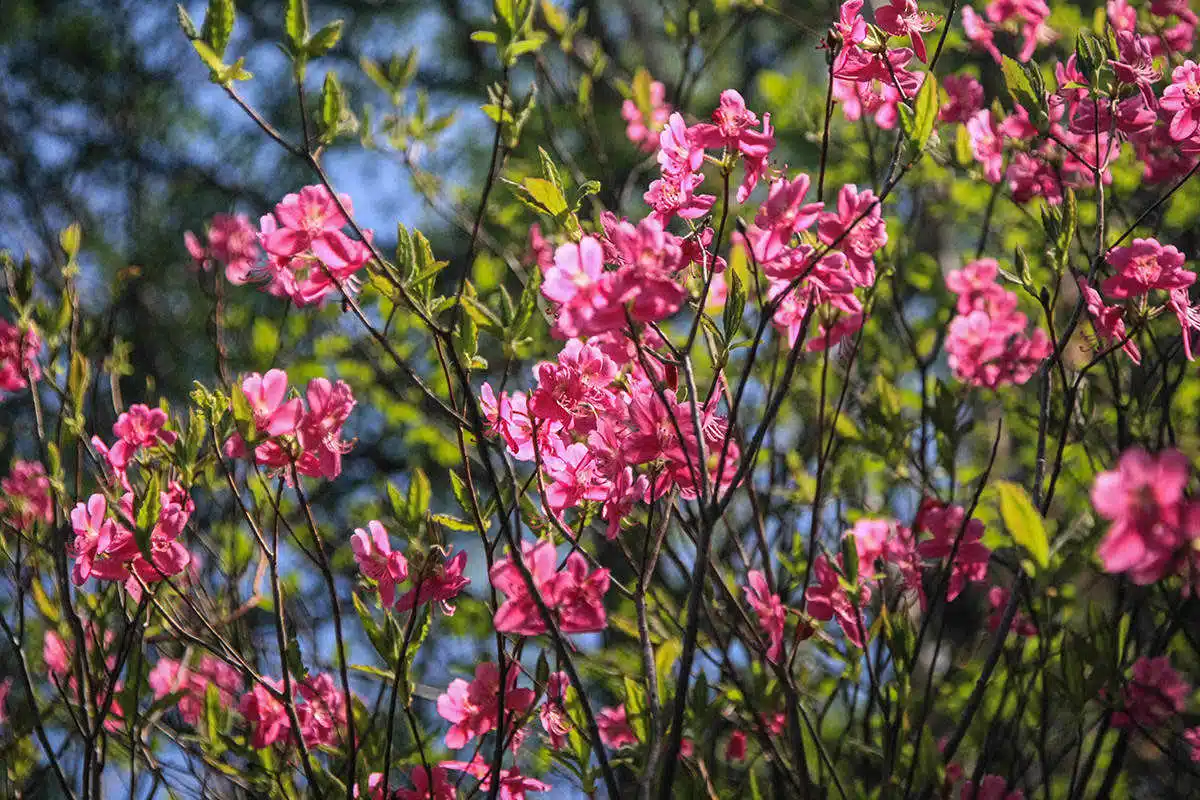飯縄山登山 飯縄山-ピンクの花
