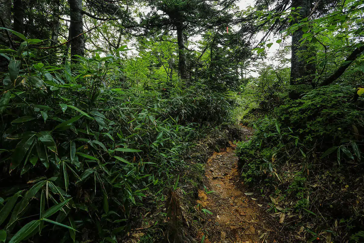 志賀高原岩菅山登山 志賀高原岩菅山-登山道は緑がいっぱい