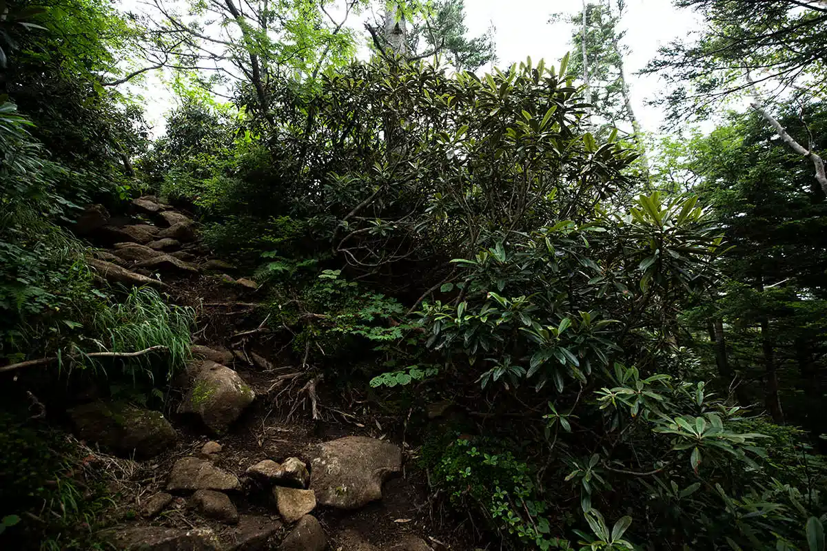 篭ノ塔山登山 篭ノ塔山-けっこうな段差と急な斜面もある
