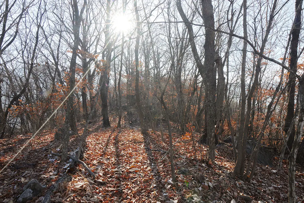 奇妙山登山 足元は落葉だらけ