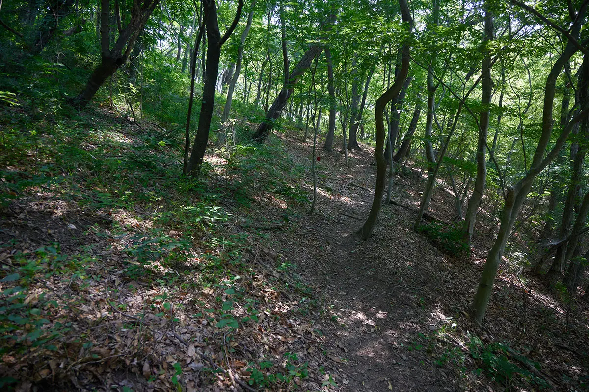 奇妙山登山 クモの巣がいっぱいの登山道