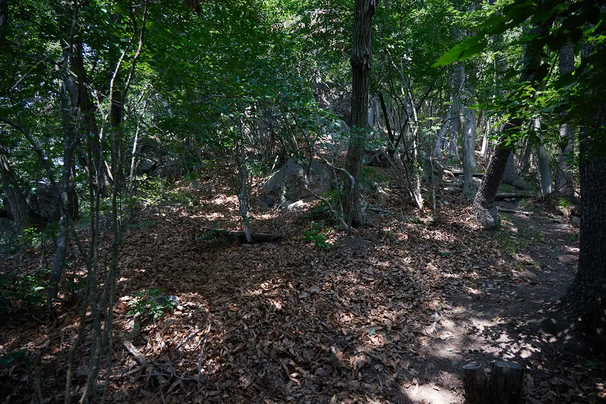 奇妙山登山 石碑を過ぎると尾根を登る