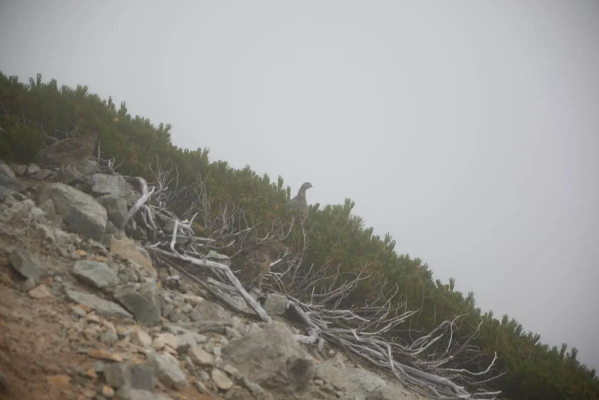 唐松岳登山 ハイマツに入っていった