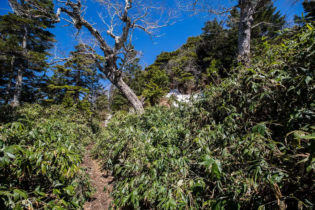 志賀高原笠岳登山 志賀高原笠岳-右にある山頂を巻いていく