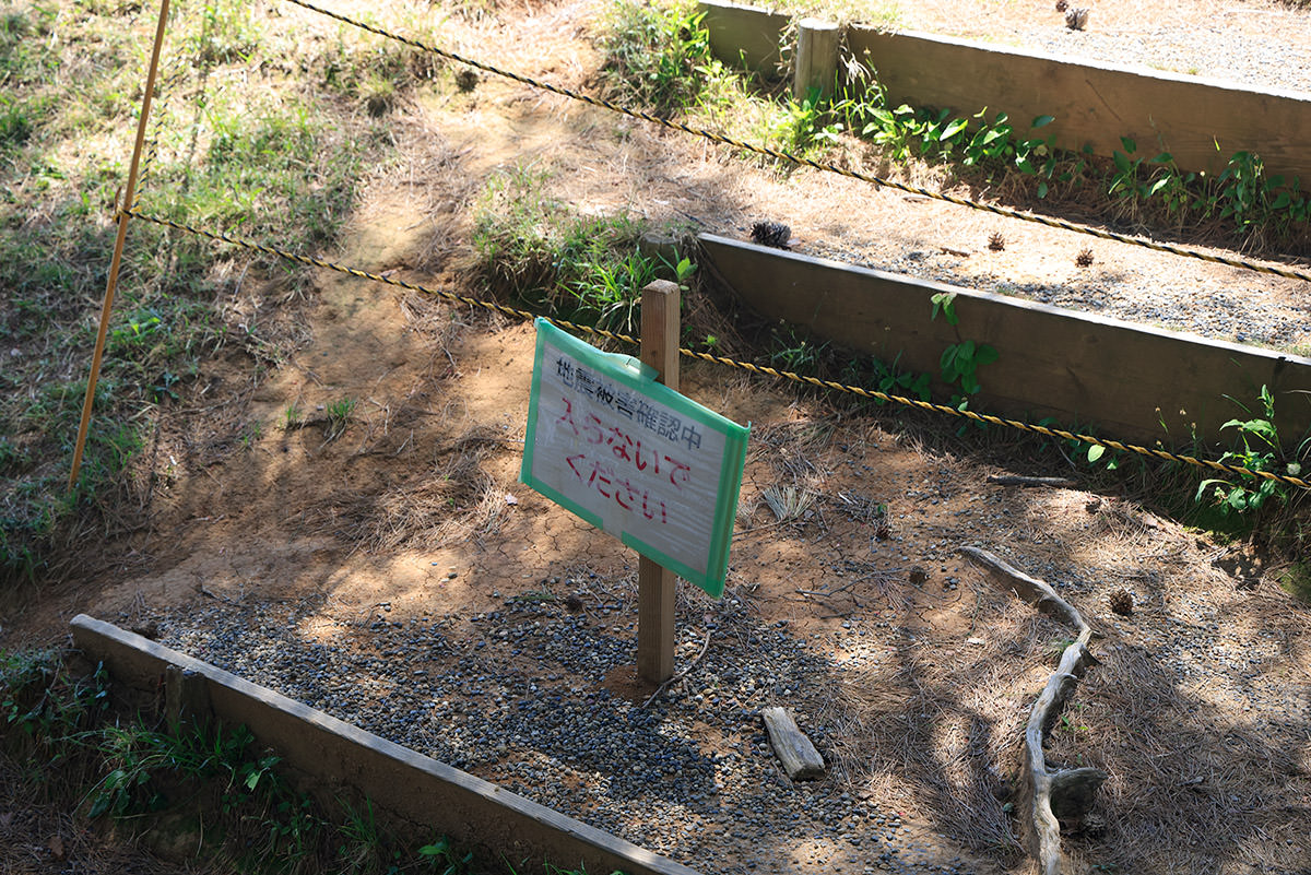 春日山登山 ココを登るしかないか