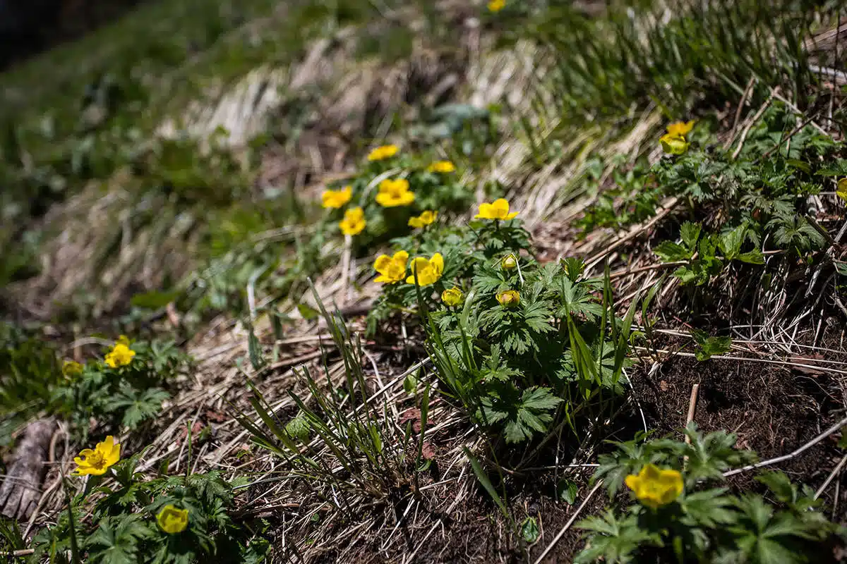 霞沢岳登山 霞沢岳-黄色い花が咲いている