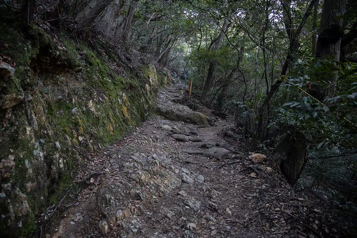 【金華山登山】金華山-なだらかなゴツゴツの道が続く