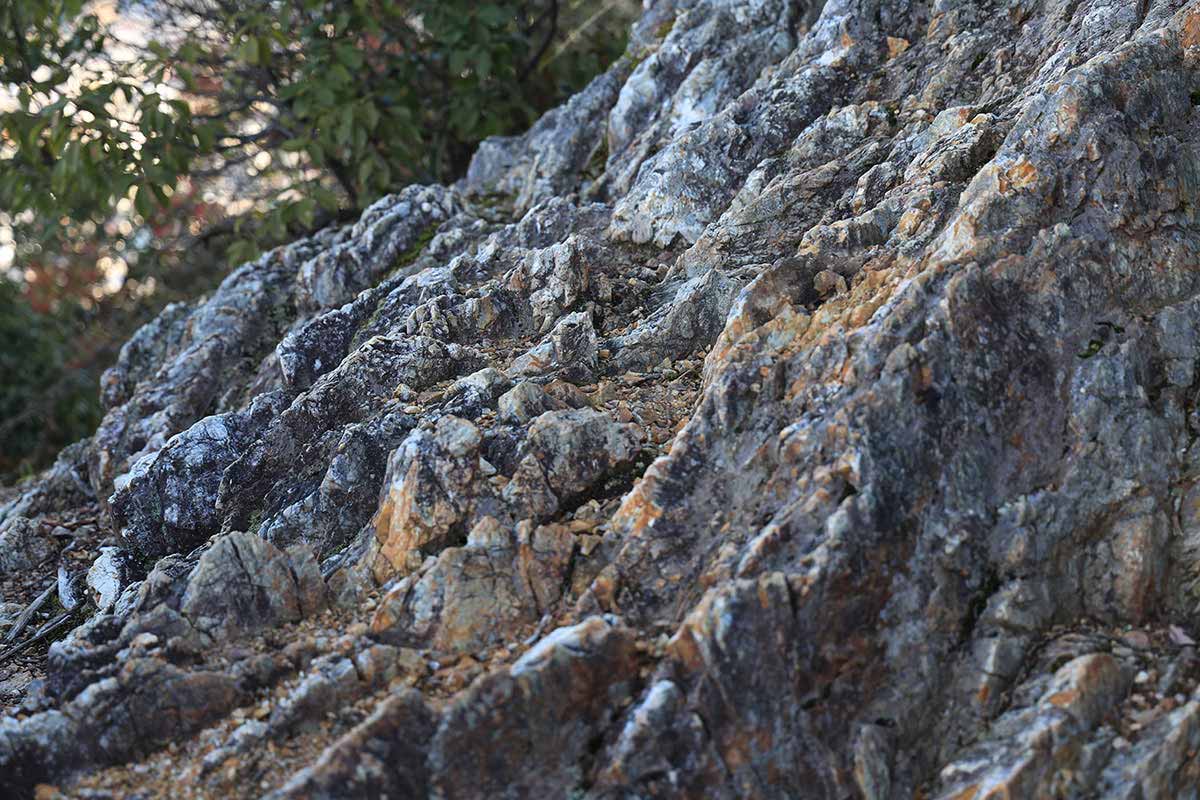 金華山登山 トゲトゲしてる