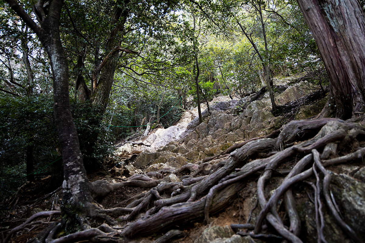 金華山-木の根っ子と石がいっぱい