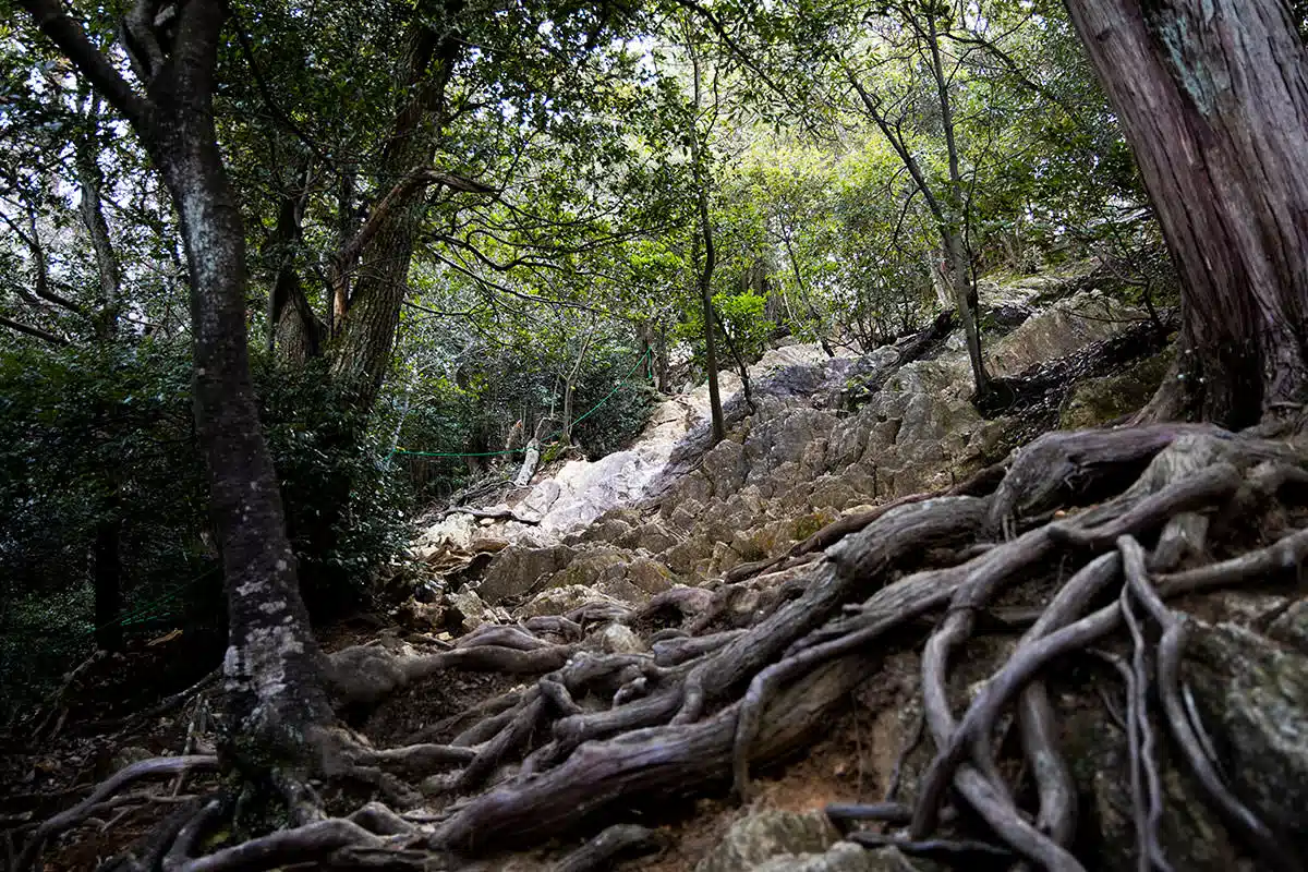 金華山登山 金華山-木の根っ子と石がいっぱい