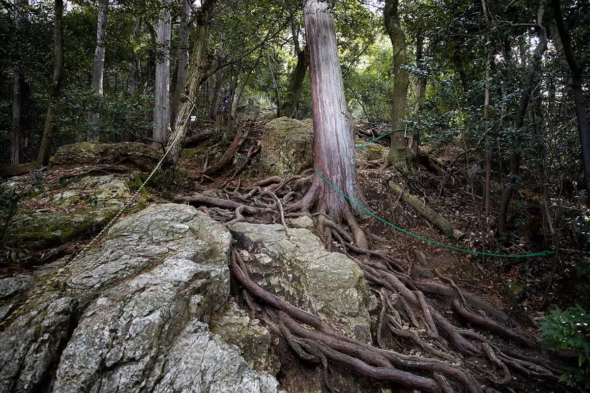 金華山登山 金華山-木の根がいっぱい