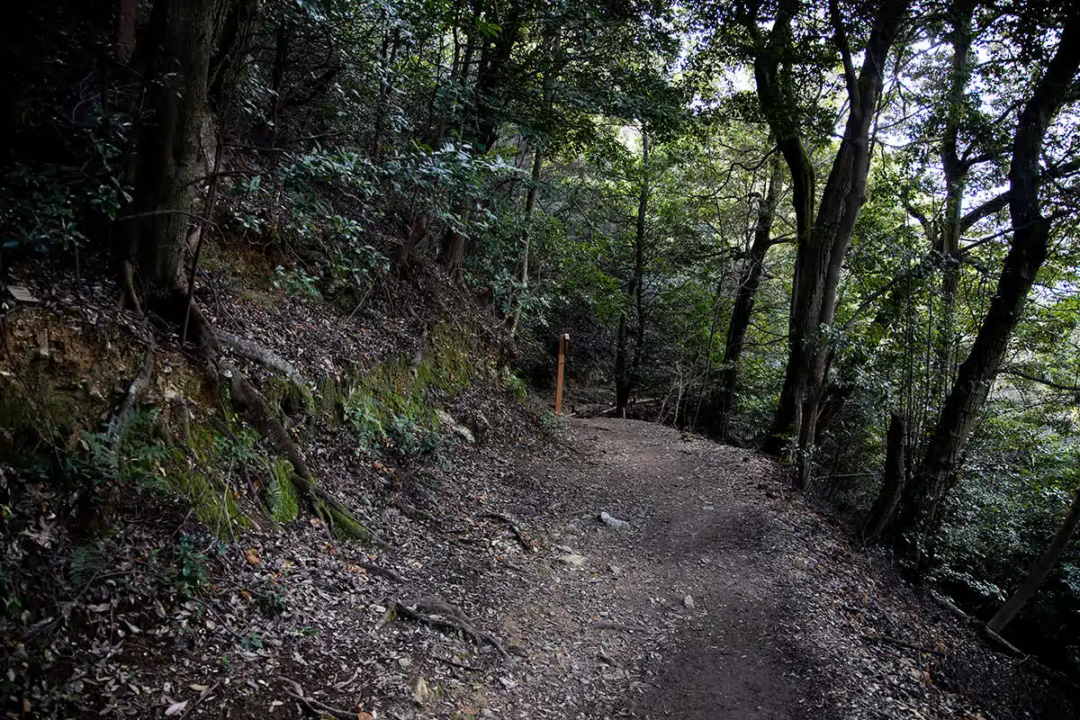 【金華山登山】金華山-右は崖だけれど歩きやすいくらいになだらか