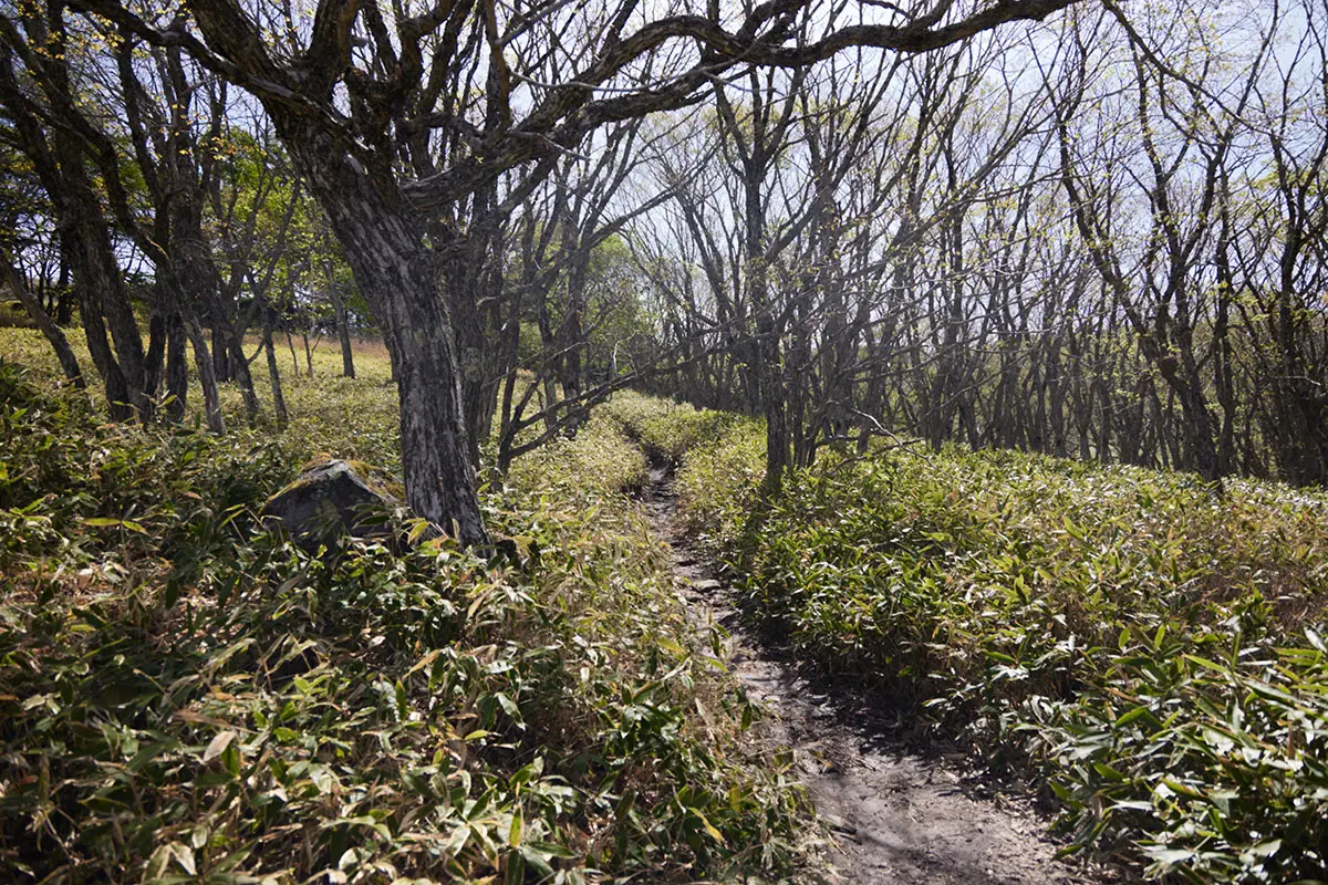 霧ヶ峰登山 霧ヶ峰-緩やかに登っていく