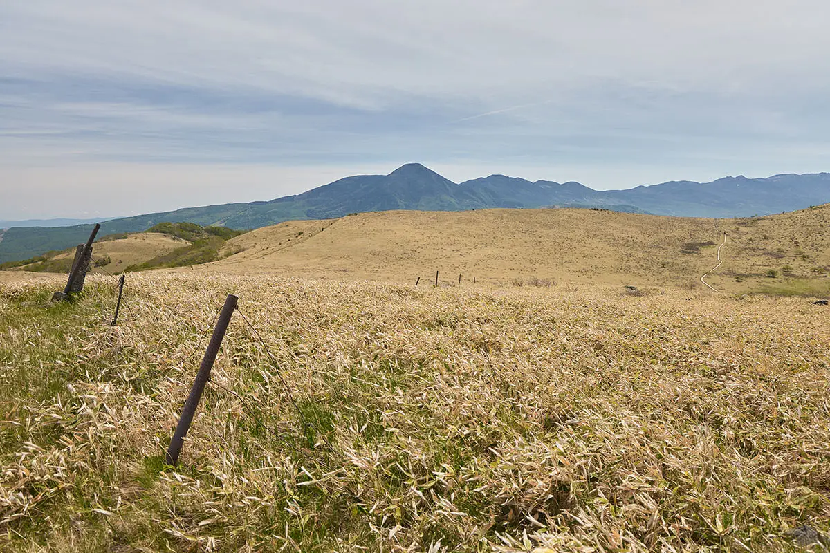 霧ヶ峰登山 霧ヶ峰-車山乗越の向こうに蓼科山と北八ヶ岳