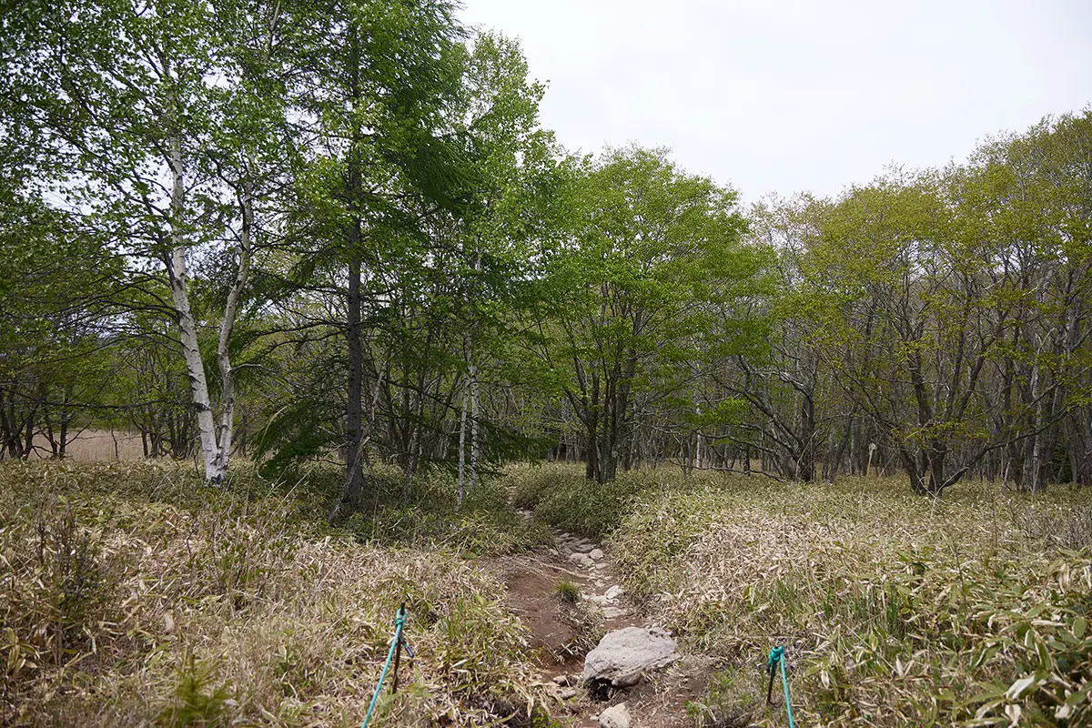 霧ヶ峰登山 霧ヶ峰-木の中まで下りてきた