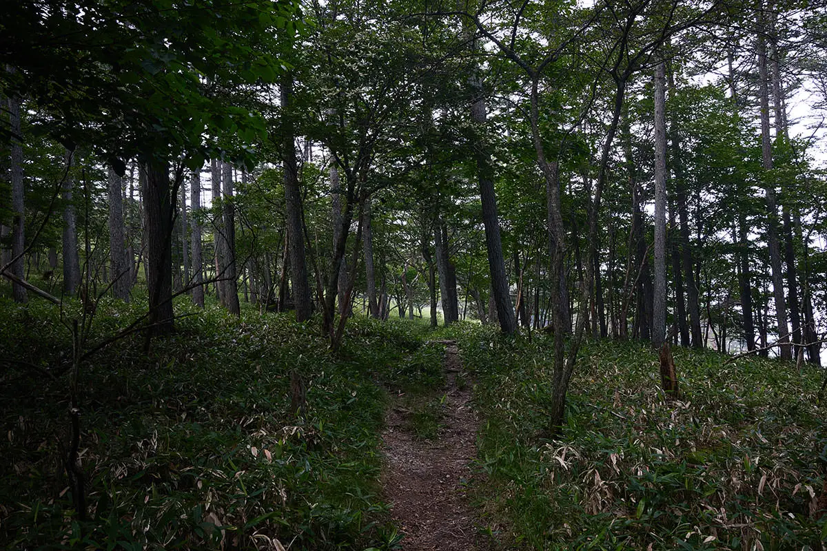 霧ヶ峰登山 霧ヶ峰-なだらかな森の中へ