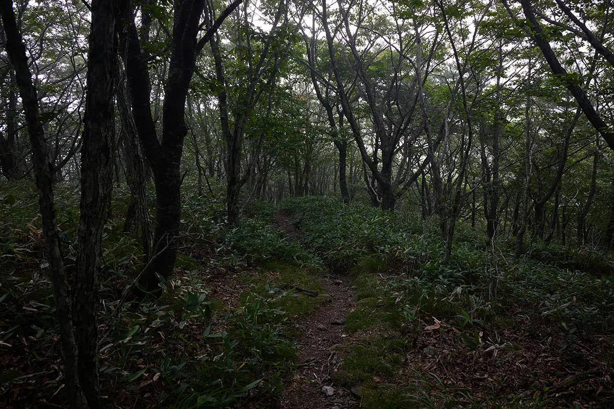 霧ヶ峰登山 霧ヶ峰-登ったら下りる