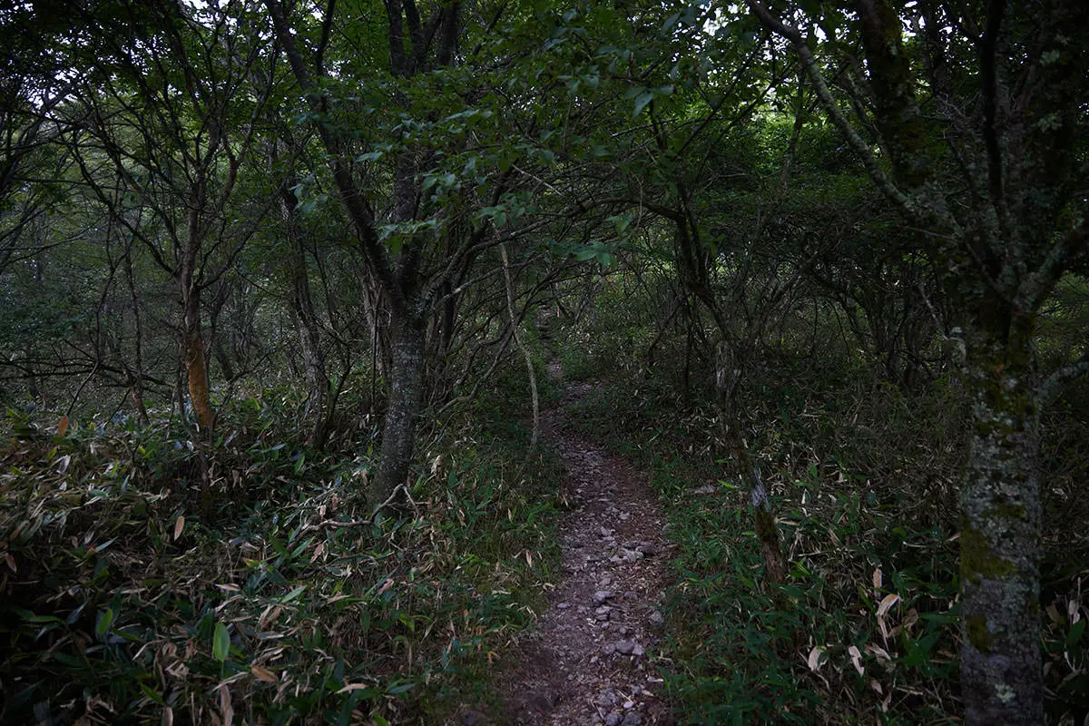 霧ヶ峰登山 霧ヶ峰-風の通らない森の中は暑い