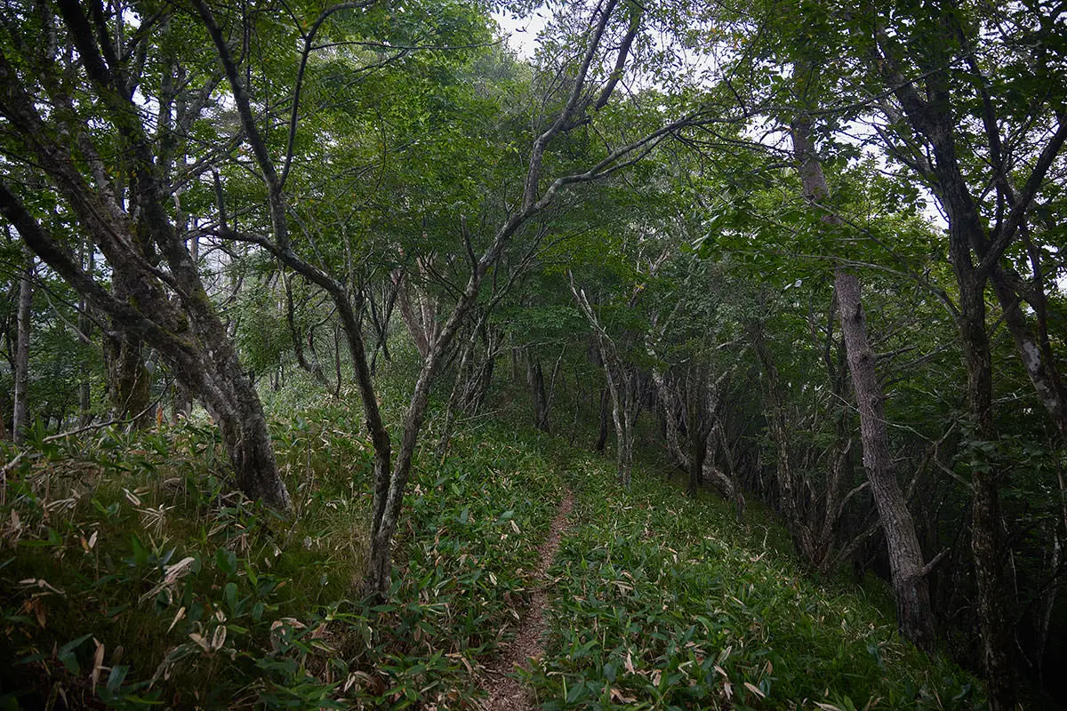 霧ヶ峰登山 霧ヶ峰-登ったり下りたり