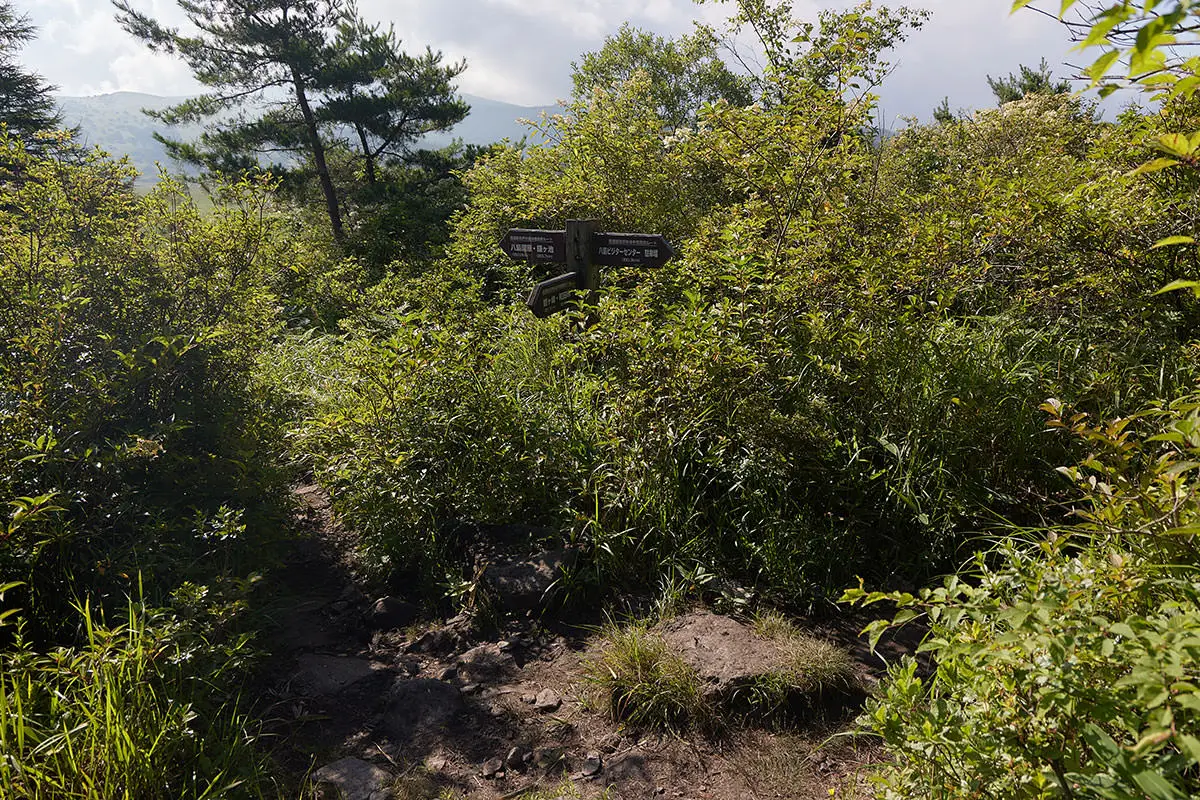 霧ヶ峰登山 霧ヶ峰-葉っぱと枝だらけの登山道を下りていく