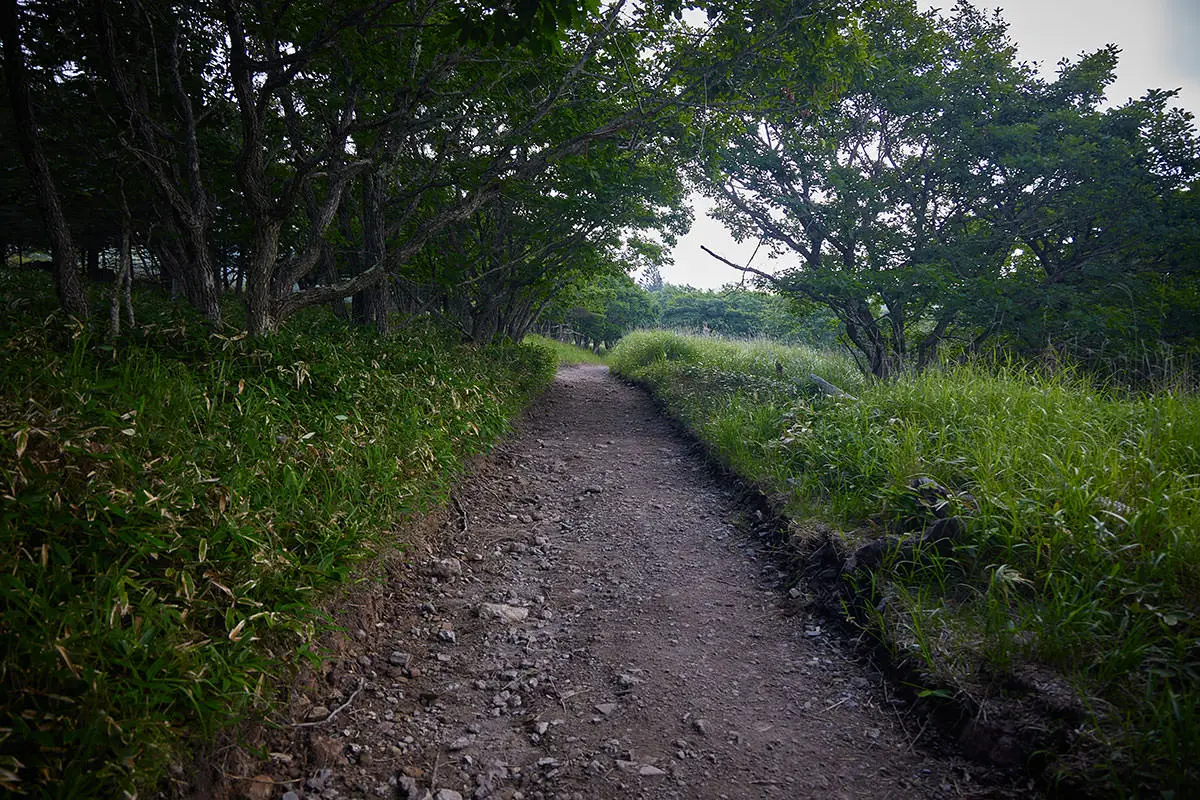 霧ヶ峰登山 霧ヶ峰-車が通れそうな幅の道