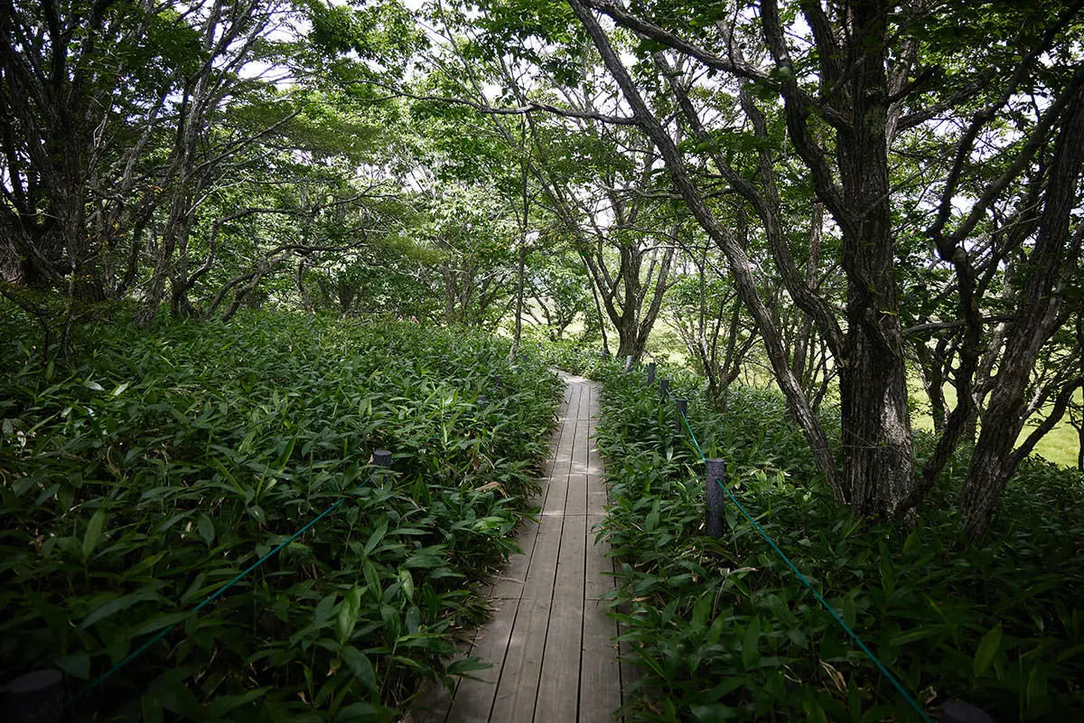 霧ヶ峰登山 霧ヶ峰-木道を歩いていく