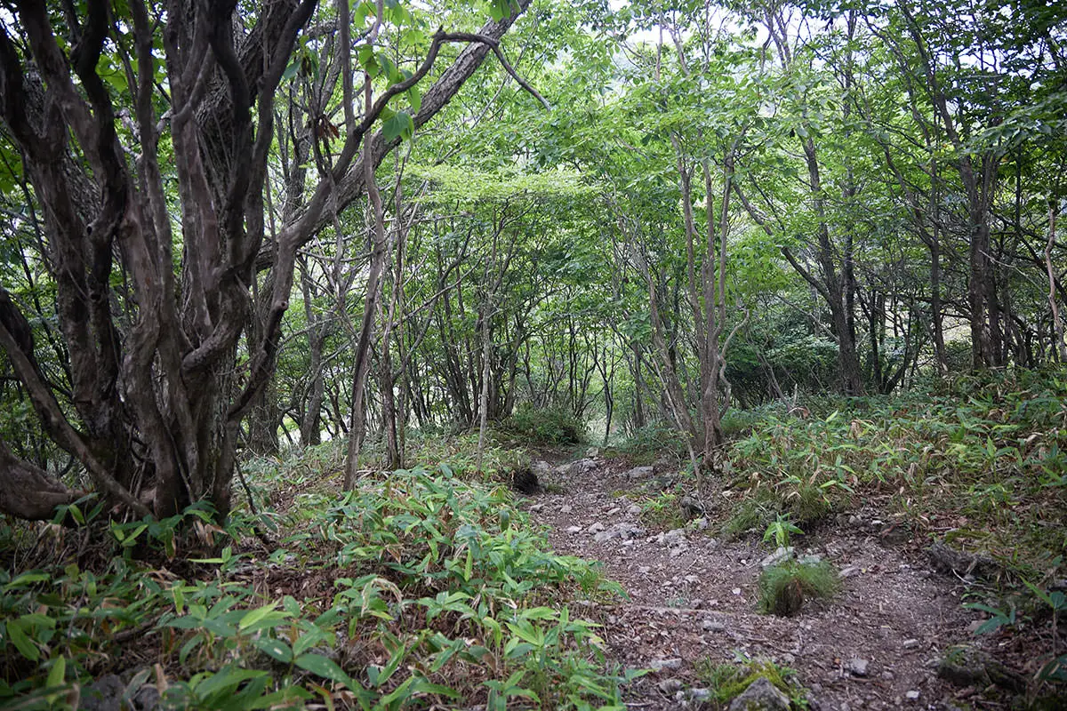 霧ヶ峰登山 霧ヶ峰-木々に囲まれて暑い中を下りる