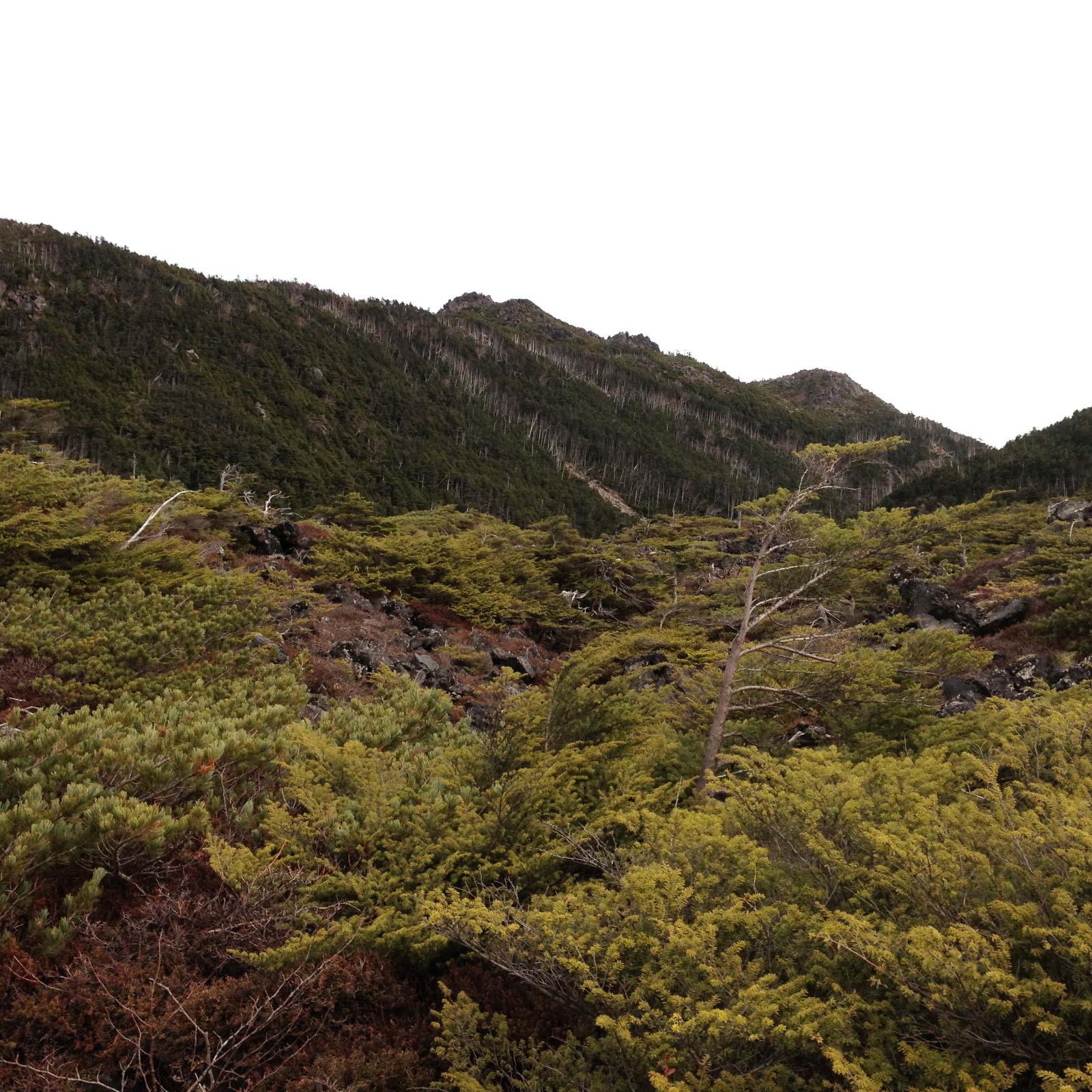 北八ヶ岳 登山 北横岳 三ツ山 11月 初心者向けの八ヶ岳紅葉終わりの11月 登山百景