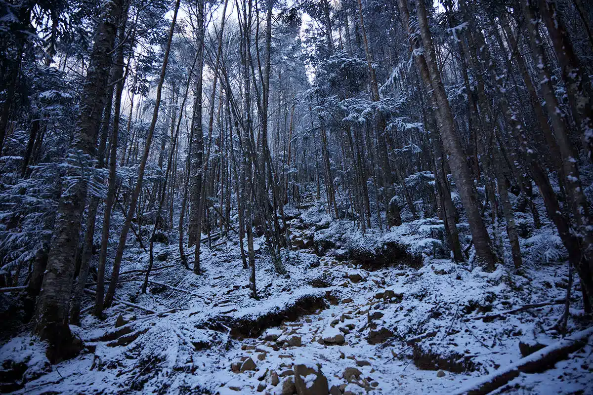【甲武信ヶ岳登山】甲武信ヶ岳-なかなかの急斜面だけど白い森が良い
