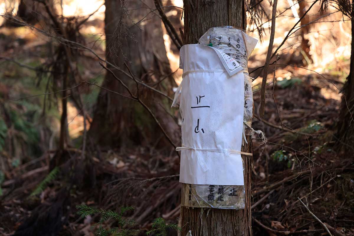 子檀嶺岳登山 止山