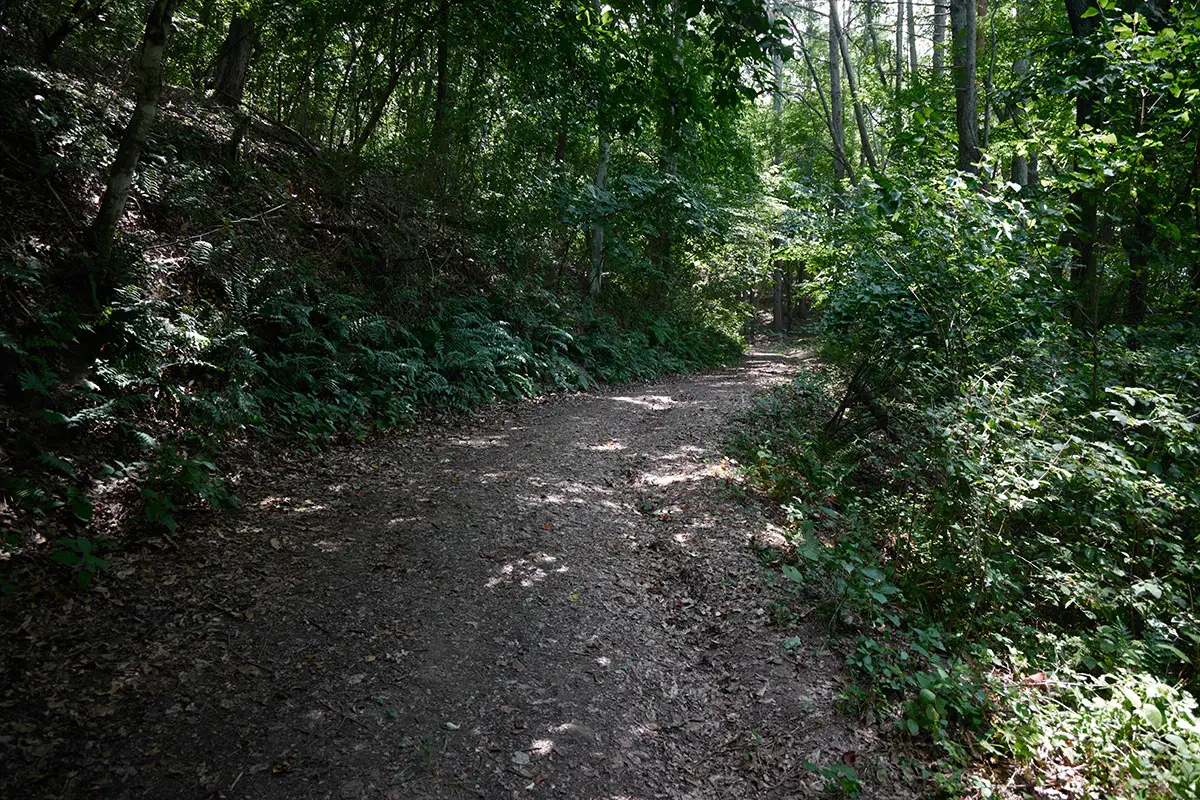 鞍骨山登山 ずっと広い道