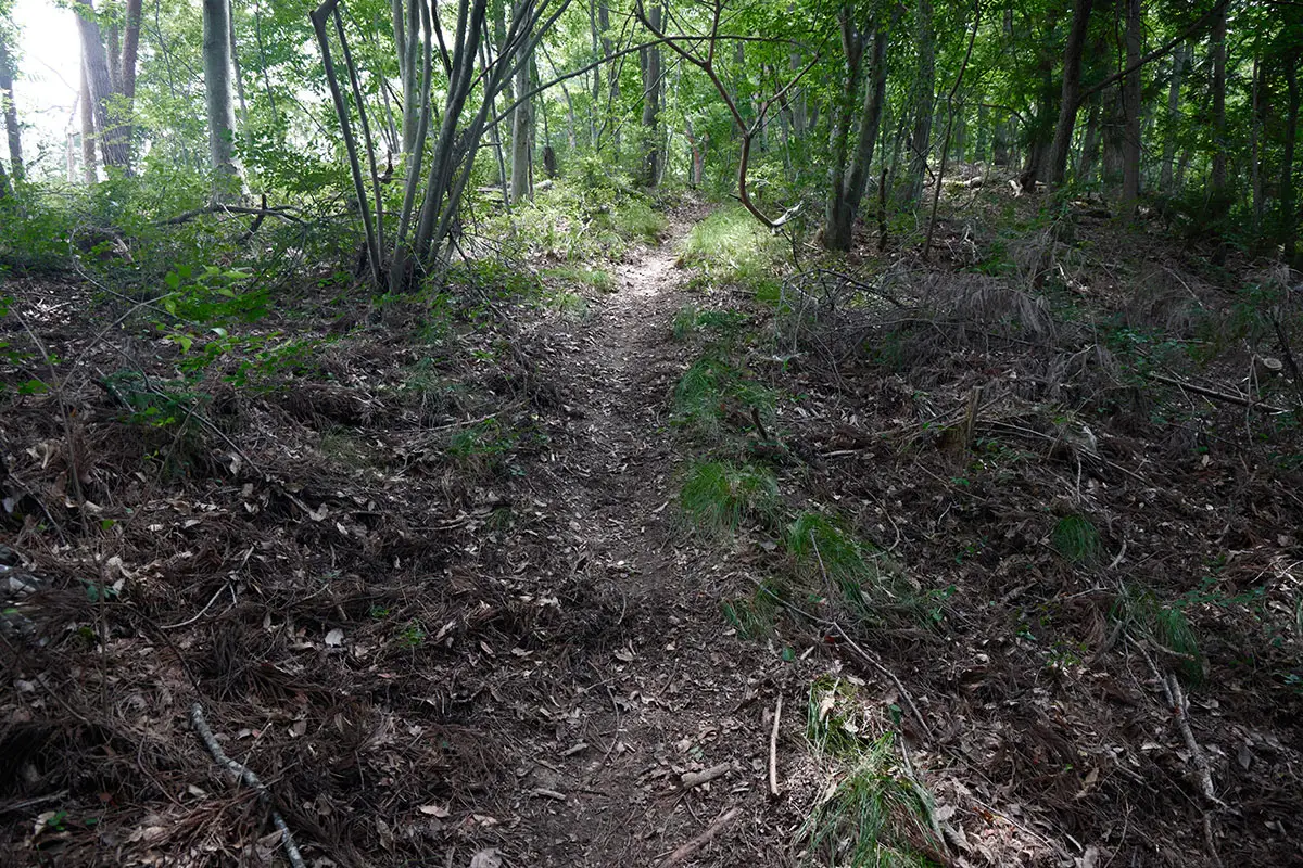 鞍骨山登山 広かった道は登山道らしくなった