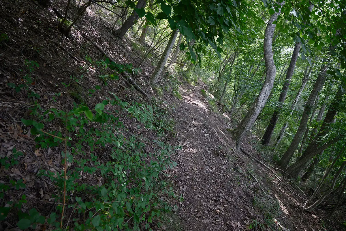 鞍骨山登山 尾根の肩を歩くような感じ