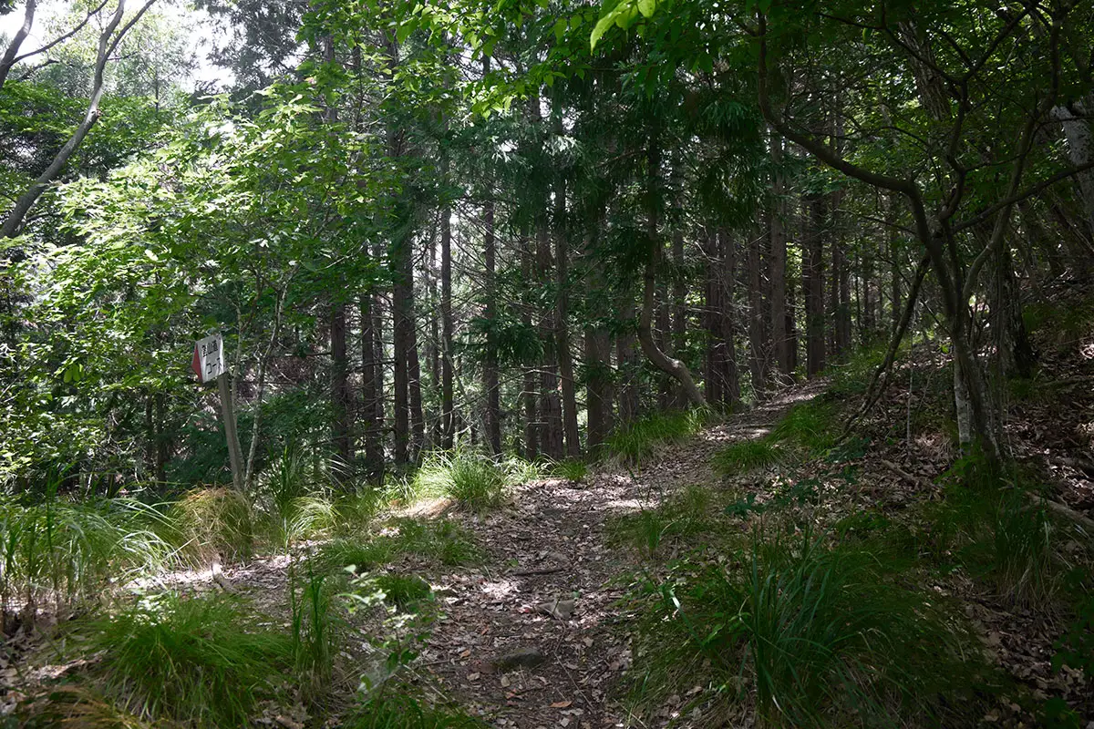 鞍骨山登山 尾根の上に出た