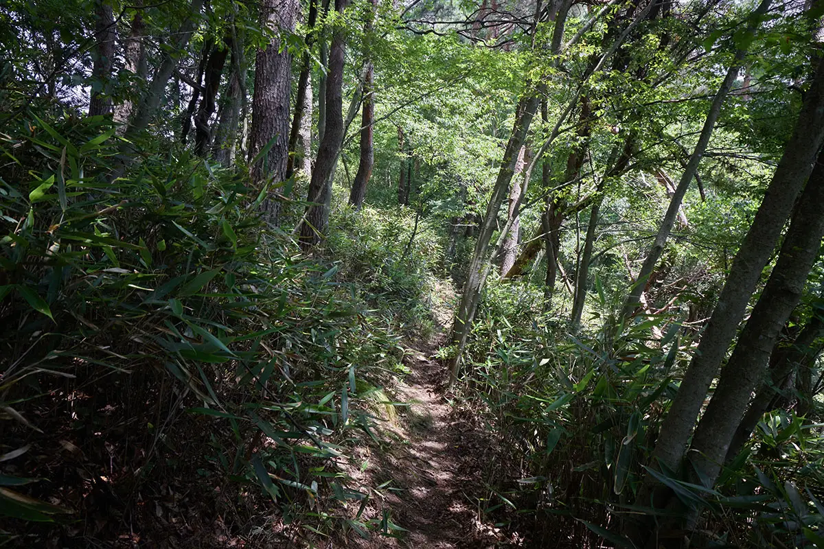 鞍骨山登山 なだらかに登っていく