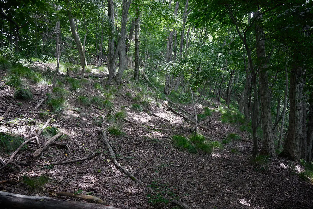 鞍骨山登山 広めの尾根道はどこでも歩けそう