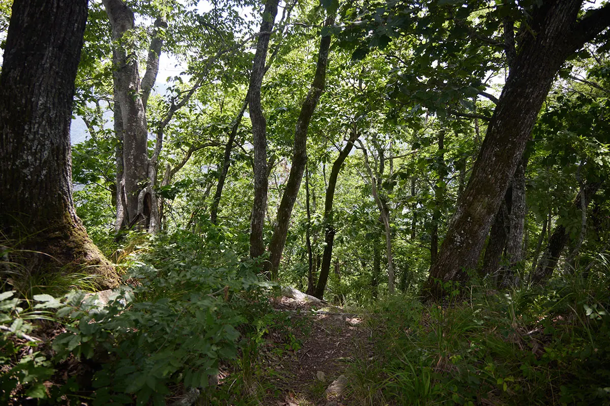 鞍骨山登山 ここから下りる