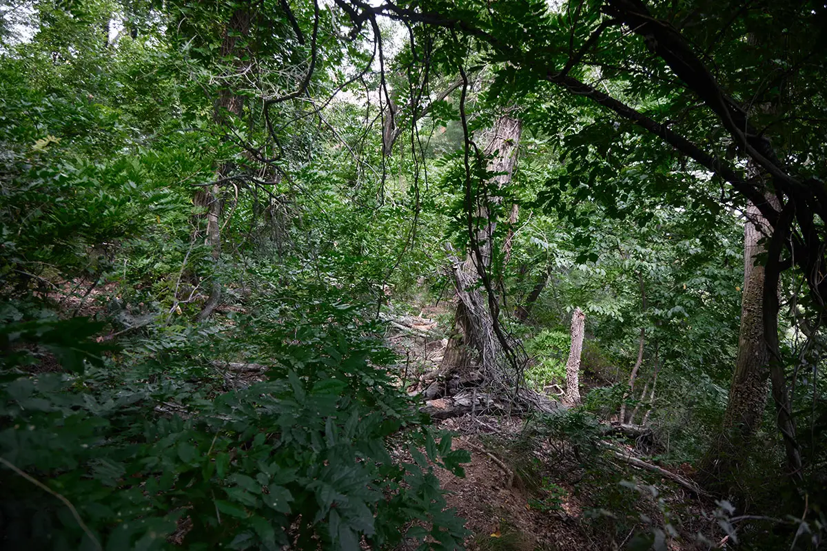 鞍骨山登山 その先は踏み跡があるけれど藪っぽい