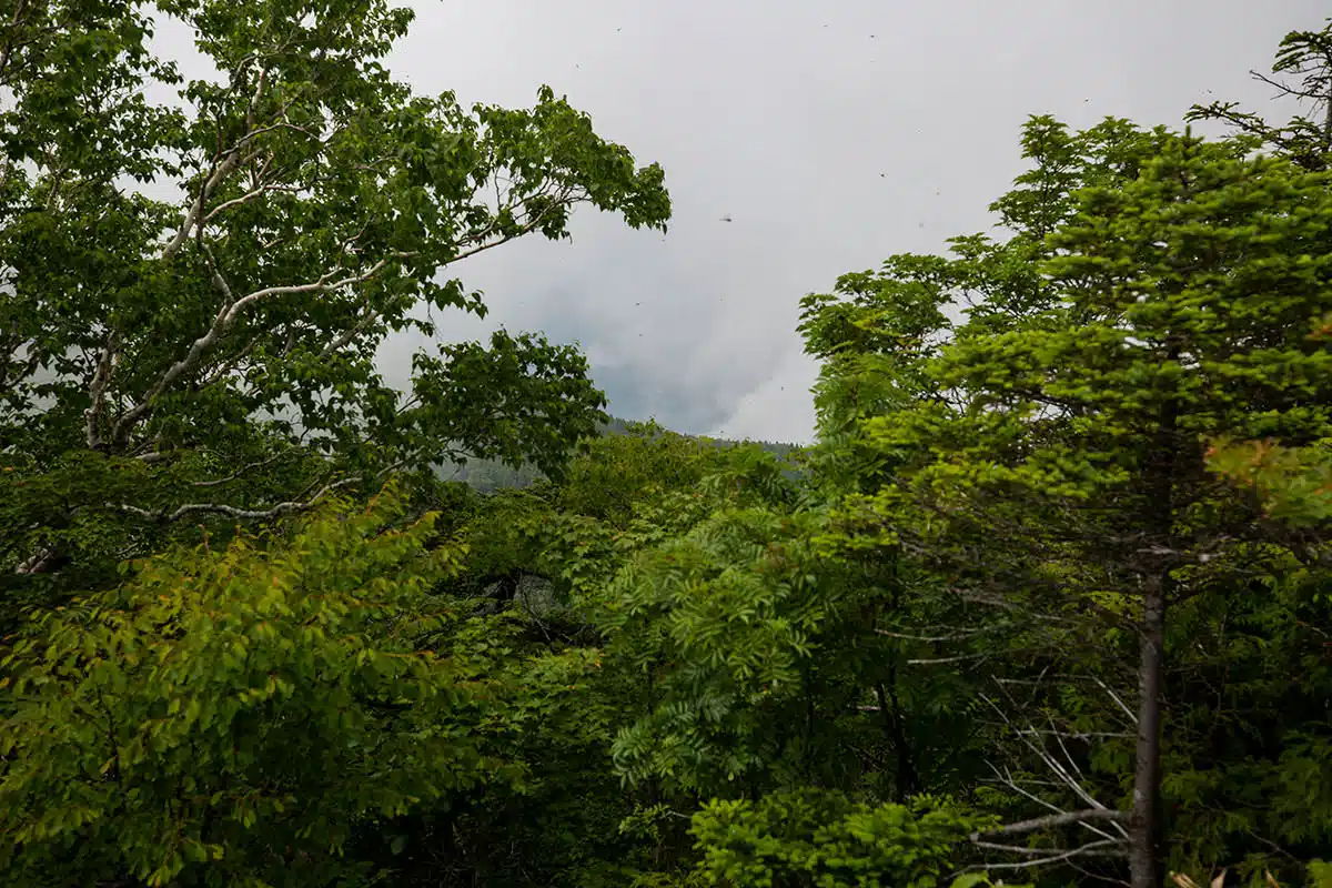 黒姫山登山 黒姫山-雨飾山や火打山が見える方向