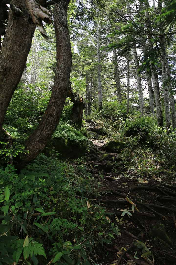 黒姫山 西新道西登山道 （7月）｜大橋からの周回登山