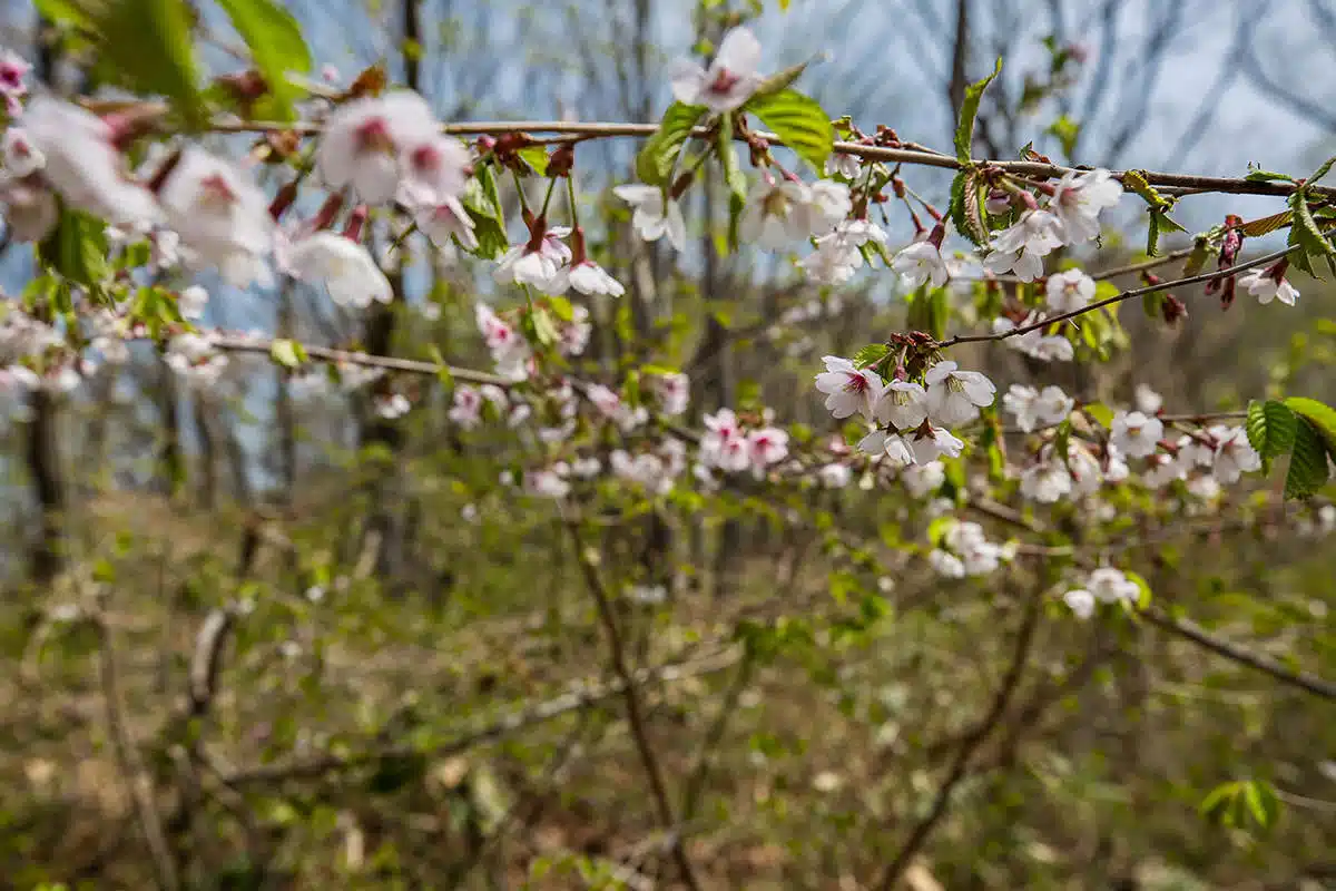 斑尾山登山 斑尾山-桜が咲いてた