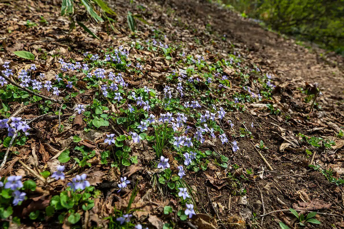 斑尾山登山 斑尾山-この花が多い
