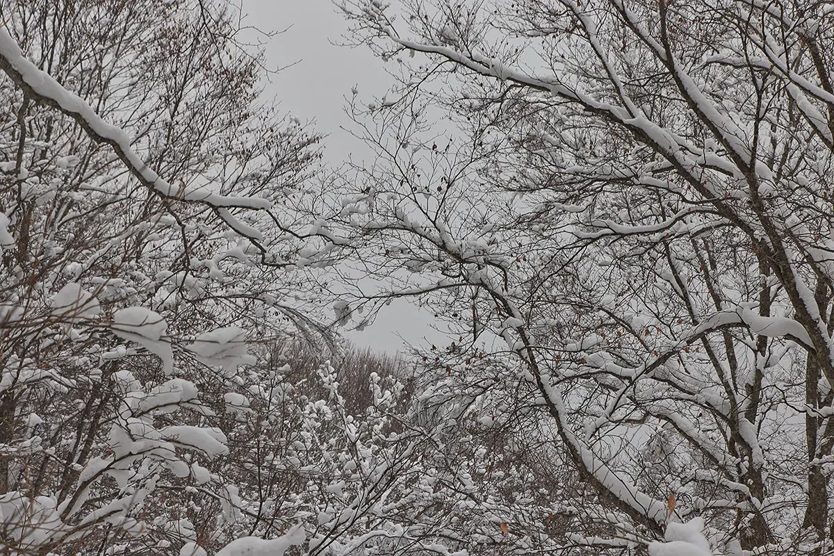 斑尾山登山 斑尾山-木の枝には雪が積もってる