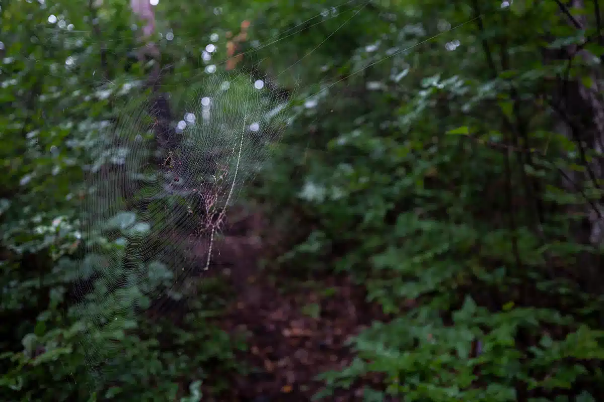 【万仏山登山】万仏山-クモの巣もいっぱい