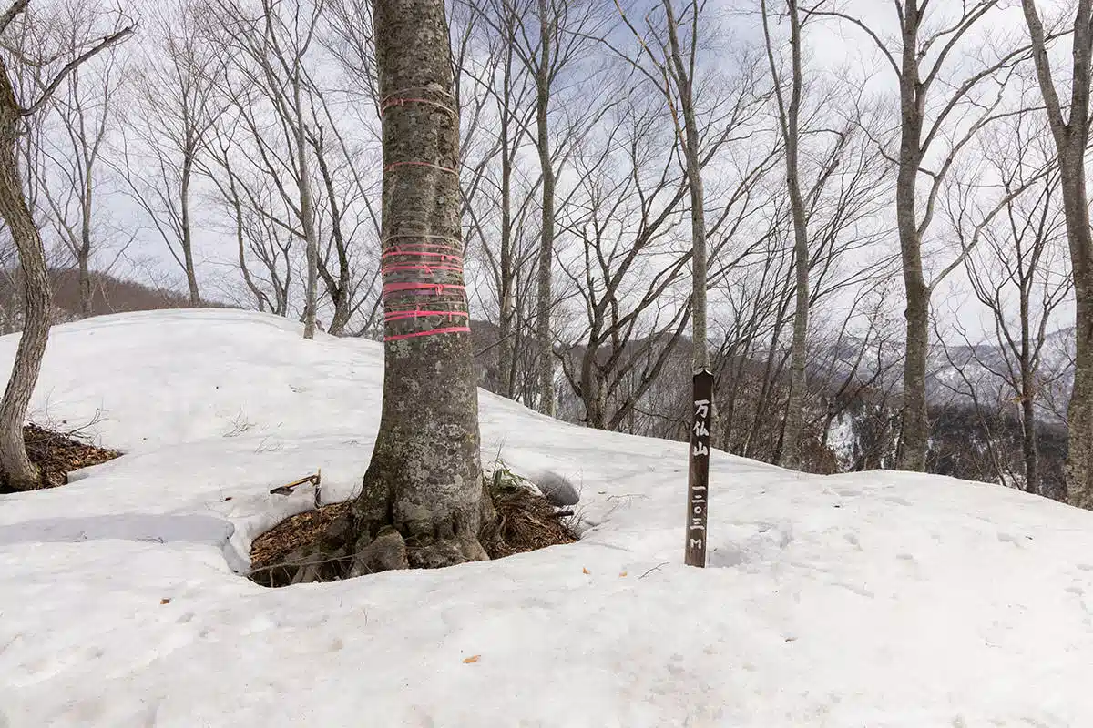 【万仏山登山】万仏山-山頂の大きな木は象徴的