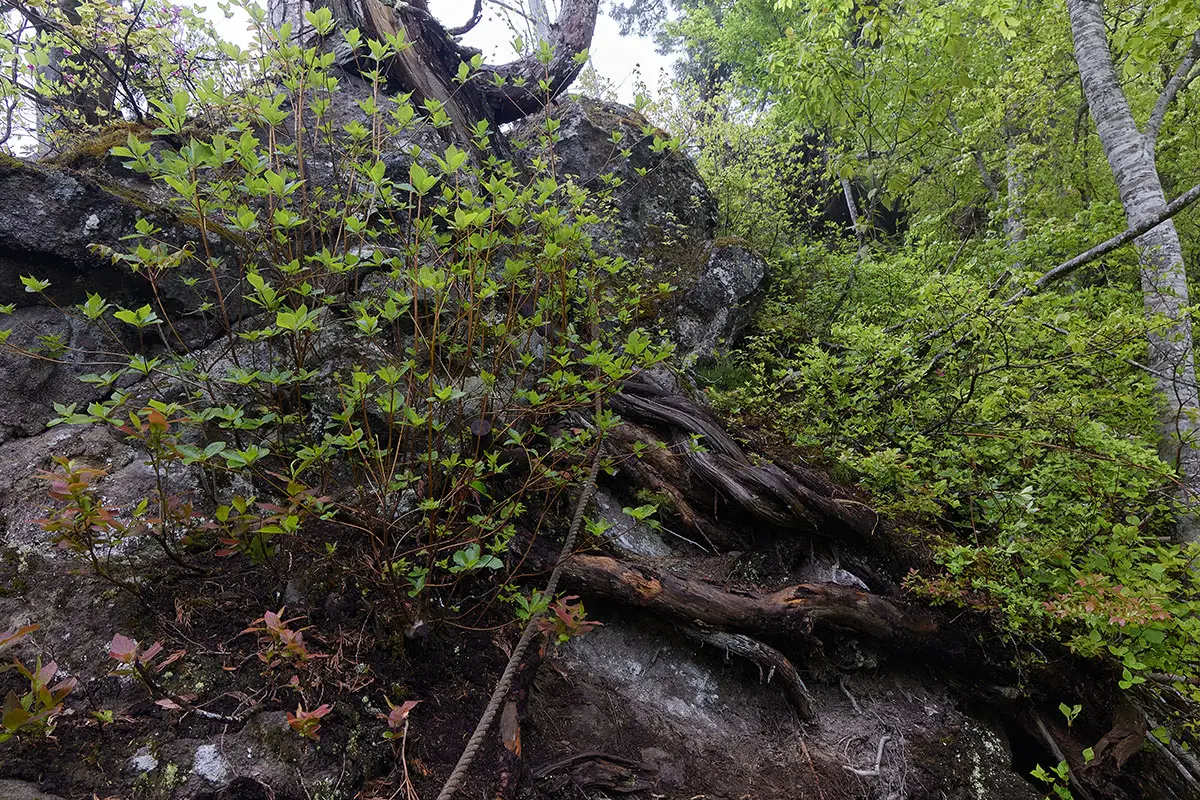 万仏山登山 万仏山-大きな岩に木の根が巻き付いている