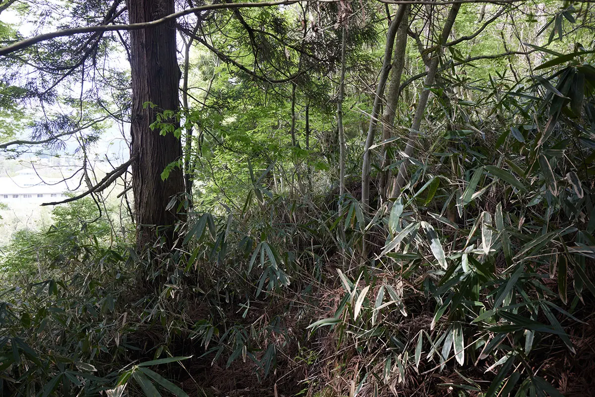 蓑堂山登山 小屋の脇を通って笹の中へ