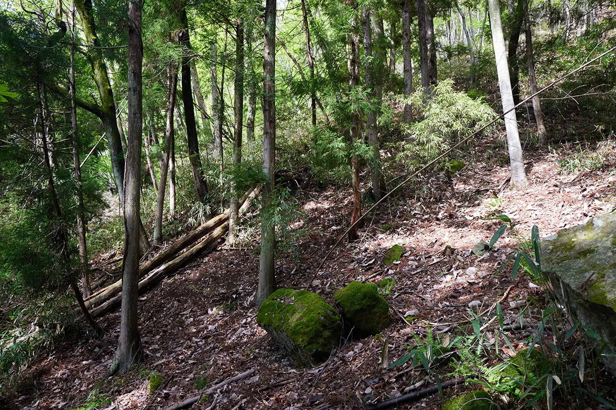 蓑堂山登山 笹を抜ける