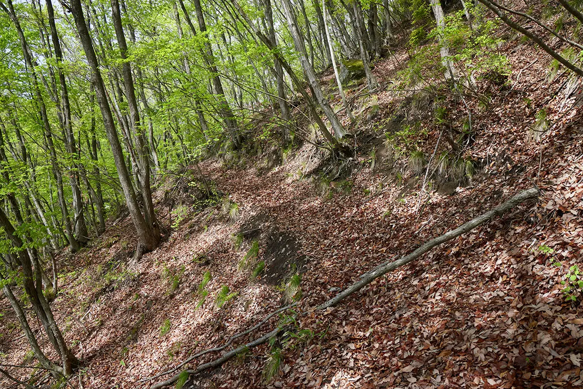 蓑堂山登山 登山道のような踏み跡のような