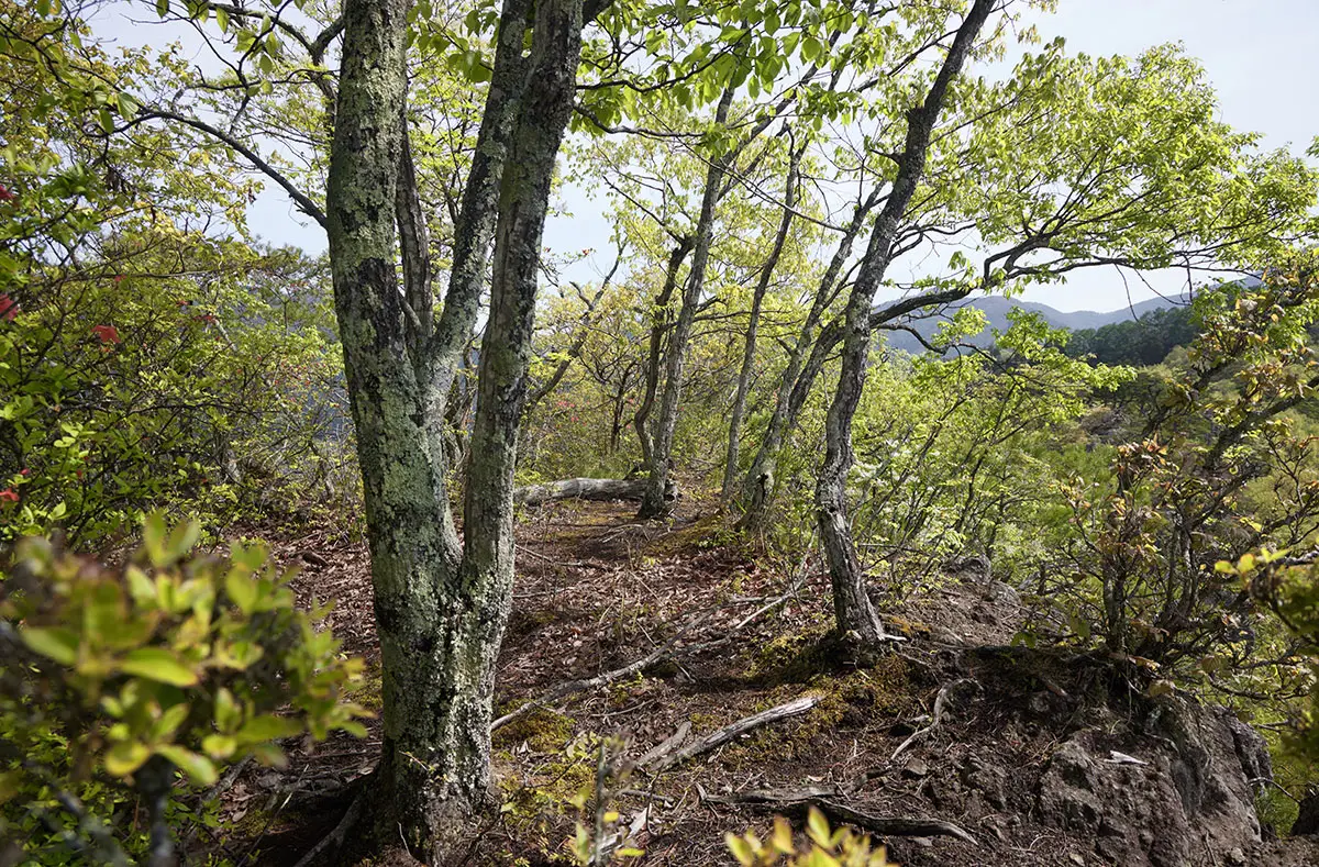 蓑堂山登山 このあたりの穏やかさは、これからの凄さの前の静けさ